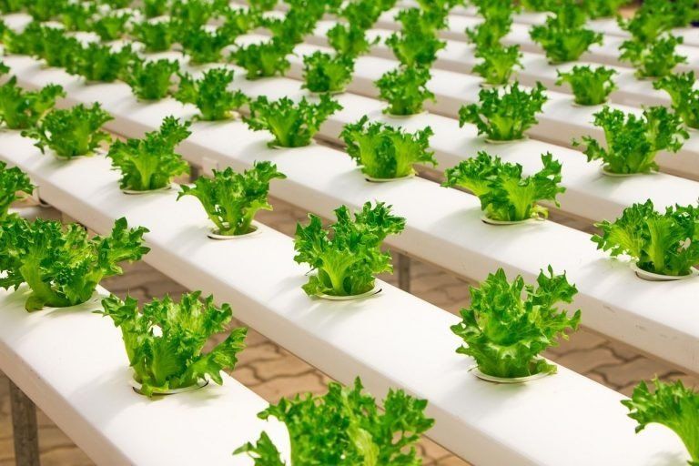 The environmental advantages of hydroponics versus soil farming include efficient use of space and water
