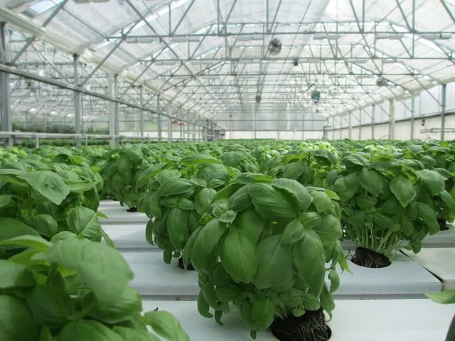For the most part, crops will be protected by closed greenhouses. These greenhouses can be fortified to resist insect pest attacks.