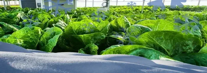 Hydroponics in cold weather needs good stabilisaton of heating and timing of lighting