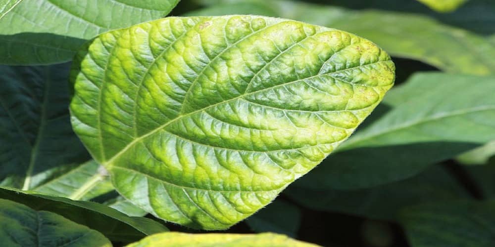 interveinal chlorosis where the leaf veins are green and the parts in between are yellow