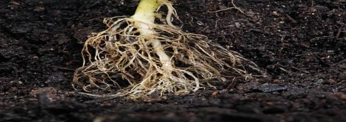Bigger plant roots lead to bigger growth and bigger fruits