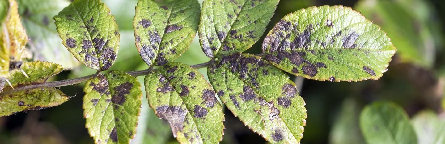 Some of the most commonly required nutrients are iron, potassium, phosphorus and nitrogen. Some of the most common deficiency symptoms include distorted leaves, stunted growth and unusual colouration.