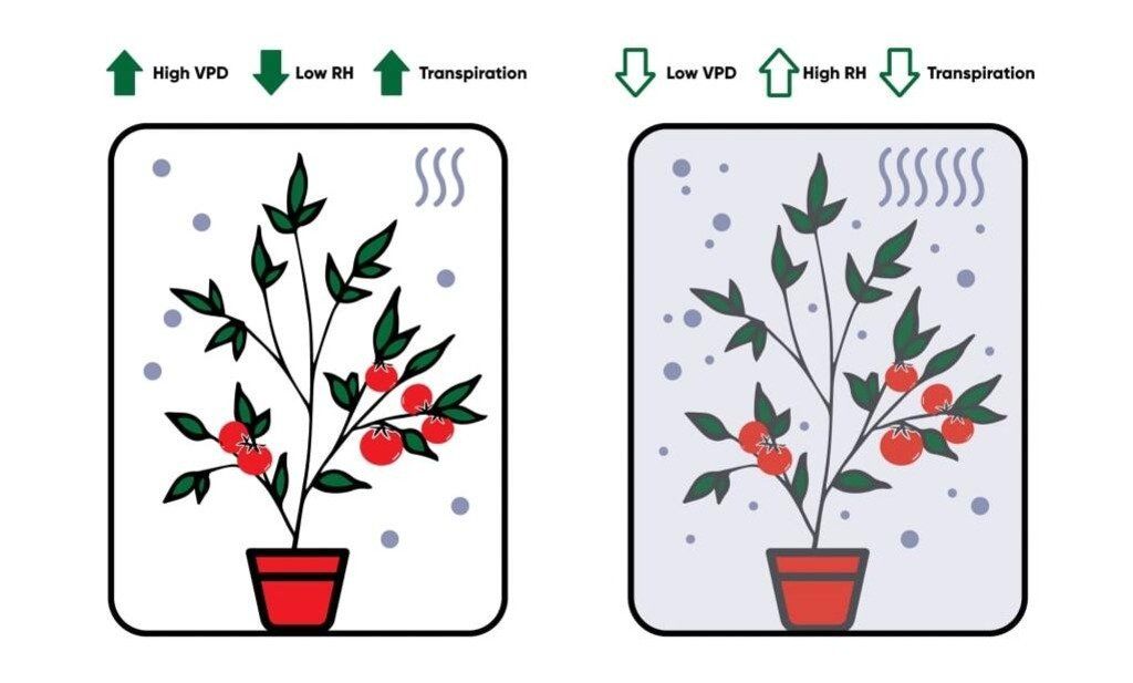 Figure 2: High VPD benefits on plant transpiration process.