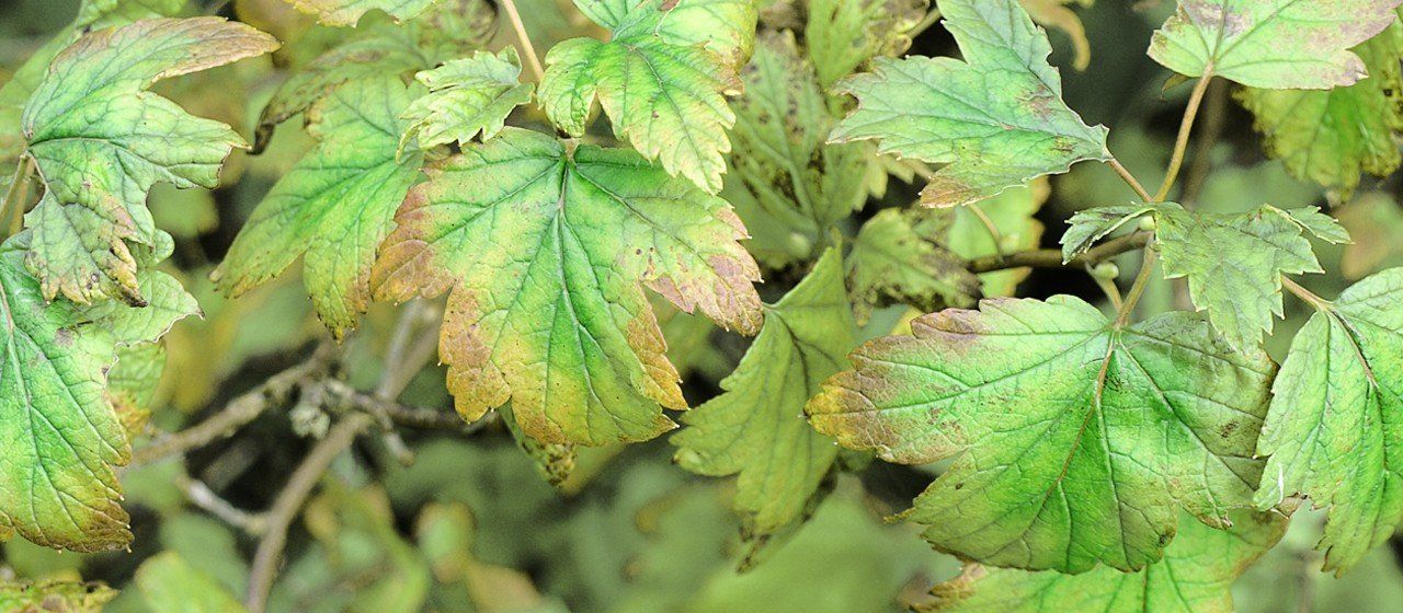 Magnesium deficiency in a plant can be noticed by small rusty or yellow spots and when leaves begin to curl up