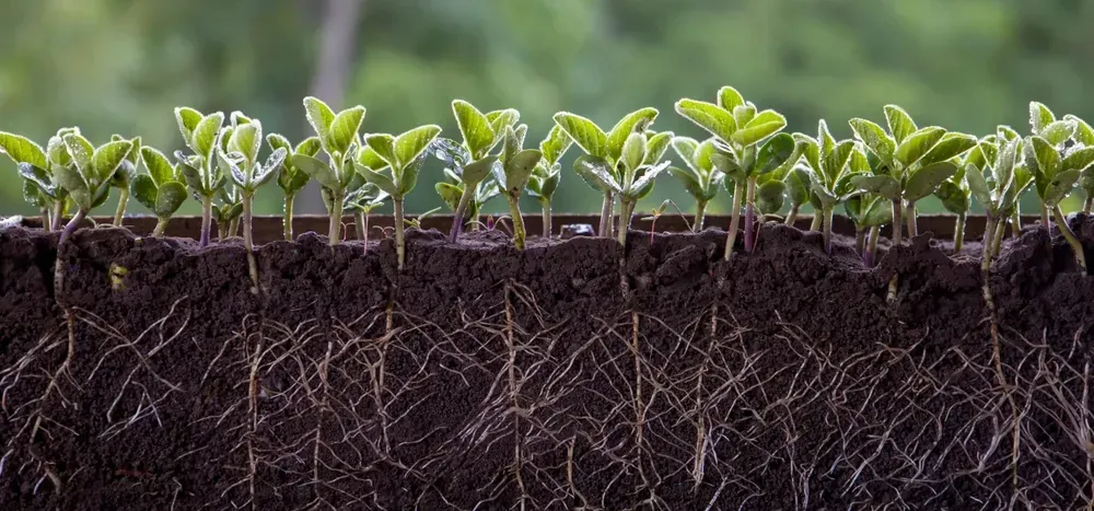 The main function of plant roots is to anchor the plant in the ground and absorb water and nutrients from the soil.