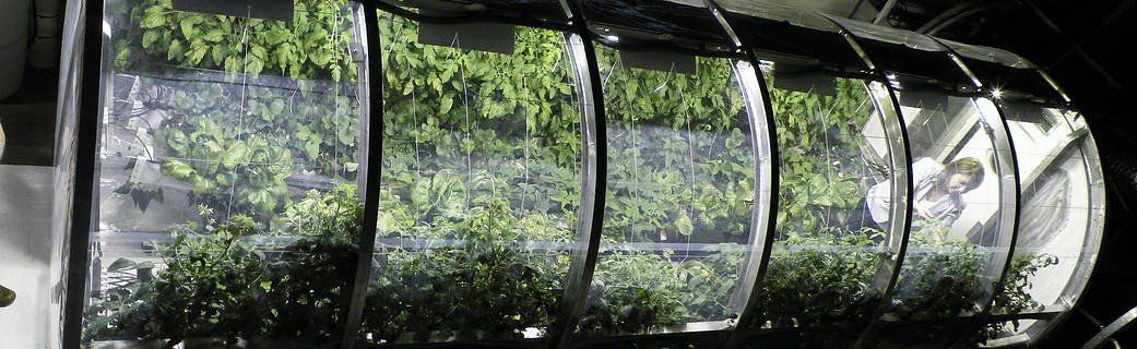 Multiple rotary hydroponic systems being used for efficient growth of fruit and veg