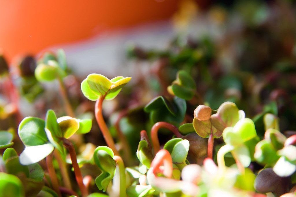Using organic nutrients in a hydroponic growroom can have some compelling benefits, though they also
