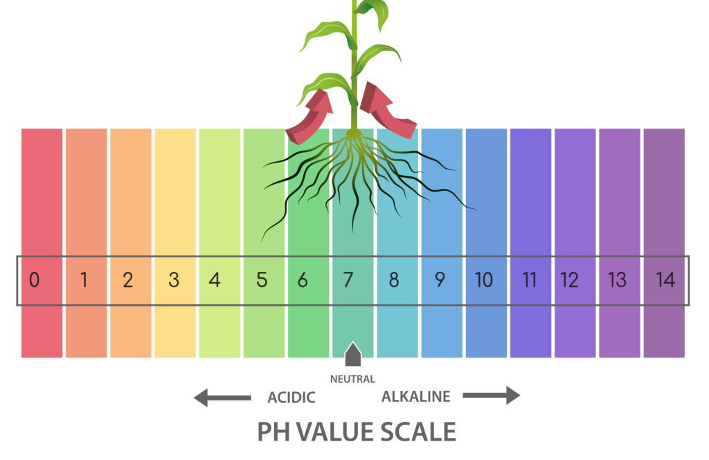 Potential Hydrogen (pH) is a unit of measurement that describes the acidity or alkalinity of any given substance on a scale of 0-14, with 7 being neutral. In the field of gardening, however, pH is the main factor that dictates the uptake of nutrients in the root zone. Depending on the pH of your nutrient solution, your plants may uptake more or less of a specific element. 
