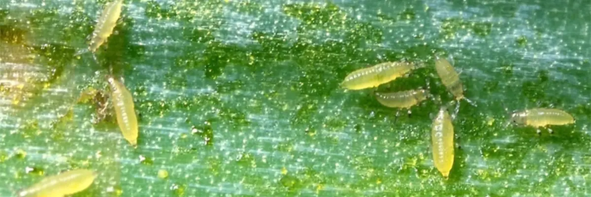 Plants bugs and pests such as thrips, spider mites and aphids can breed in any grow room