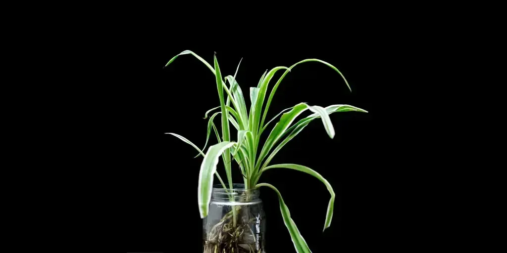 New plants can be created by propagating them using various methods such as division, grafting, layering and cuttings
