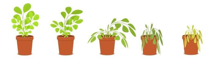 Plants can wilt with not enough water and excessive warmth