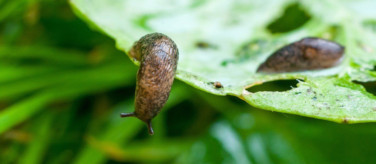 Slugs can quickly cause a lot of damage to plants and leaves by eating what appear to be small holes