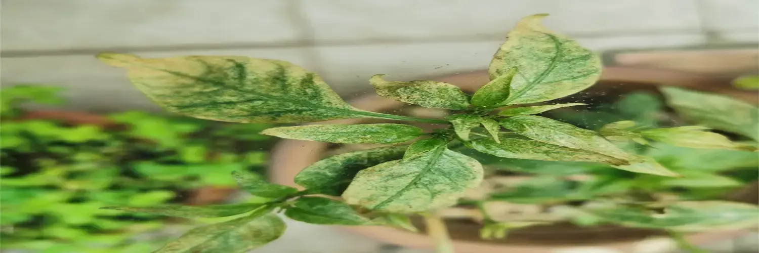 Spider mites love to hide in hard to see places, so make sure you’re checking under the leaves and around the nodes of newly developing leaves, as those little cracks and crevasses could shield mites and their eggs.