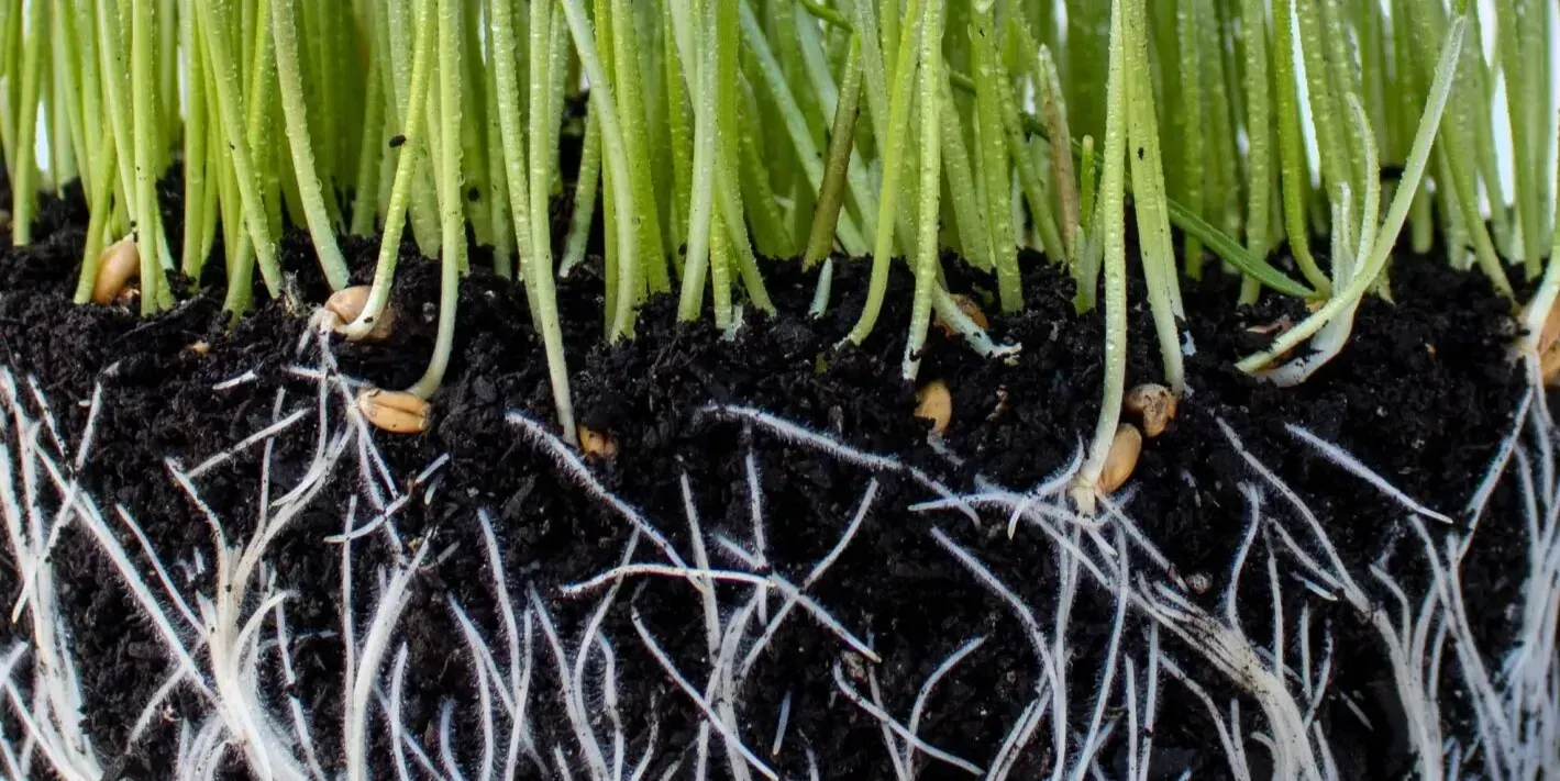 In plants, roots are organs that anchor the plant in the ground and absorb water and nutrients from the soil. They are typically found underground and are usually not visible above the ground