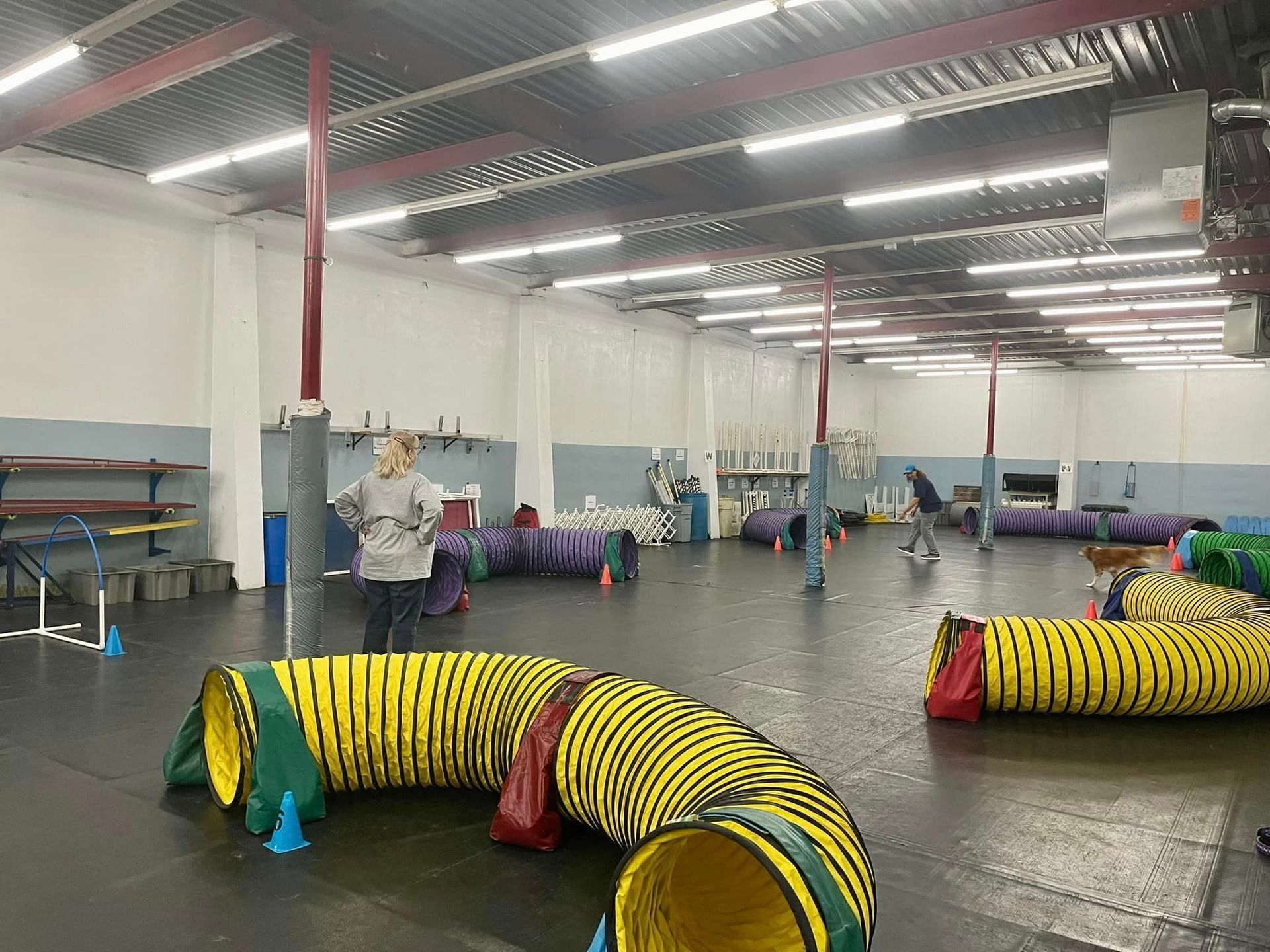 Indoor dog agility course with tunnels, jumps, and a person in the center, training dogs.