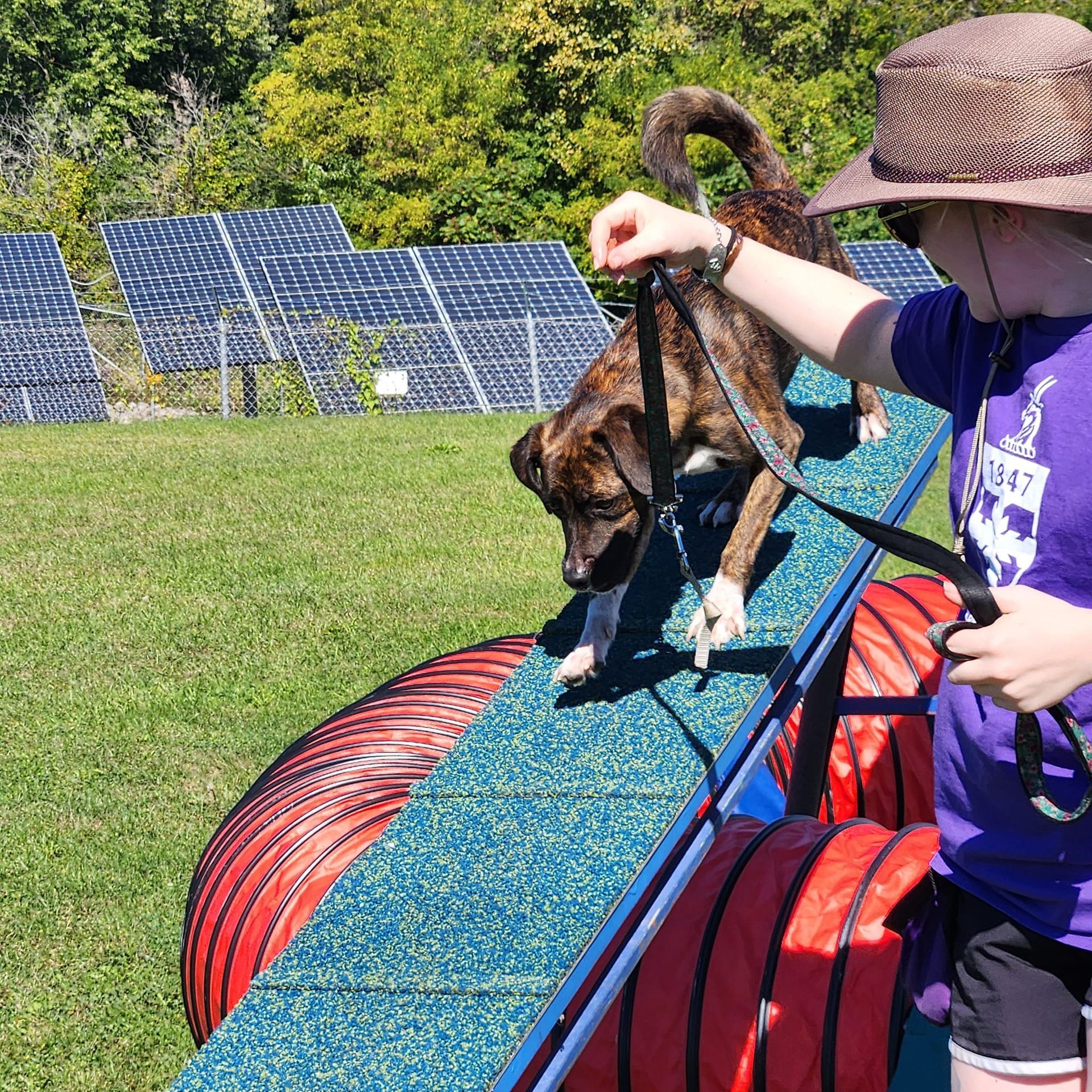 A dog on a blue ramp is being guided by a person in a sun hat. The setting appears to be a grassy area with solar panels in the background.
