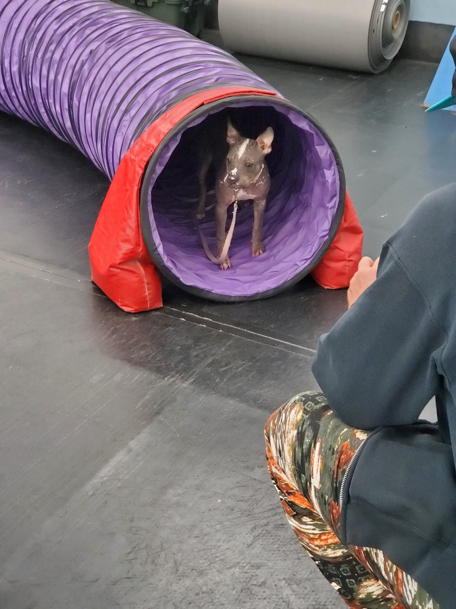 A small, hairless dog stands in a purple tunnel, looking toward a person kneeling on the floor.