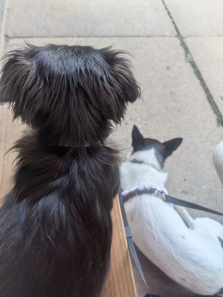 2 dogs sit next to each other facing away from the camera.