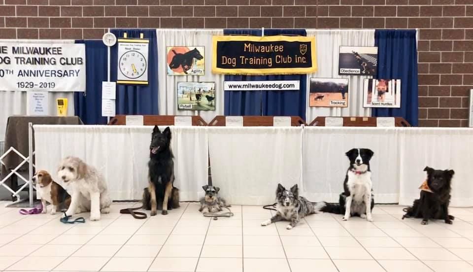 A group of dogs sits in front of a display for the Milwaukee Dog Training Club.