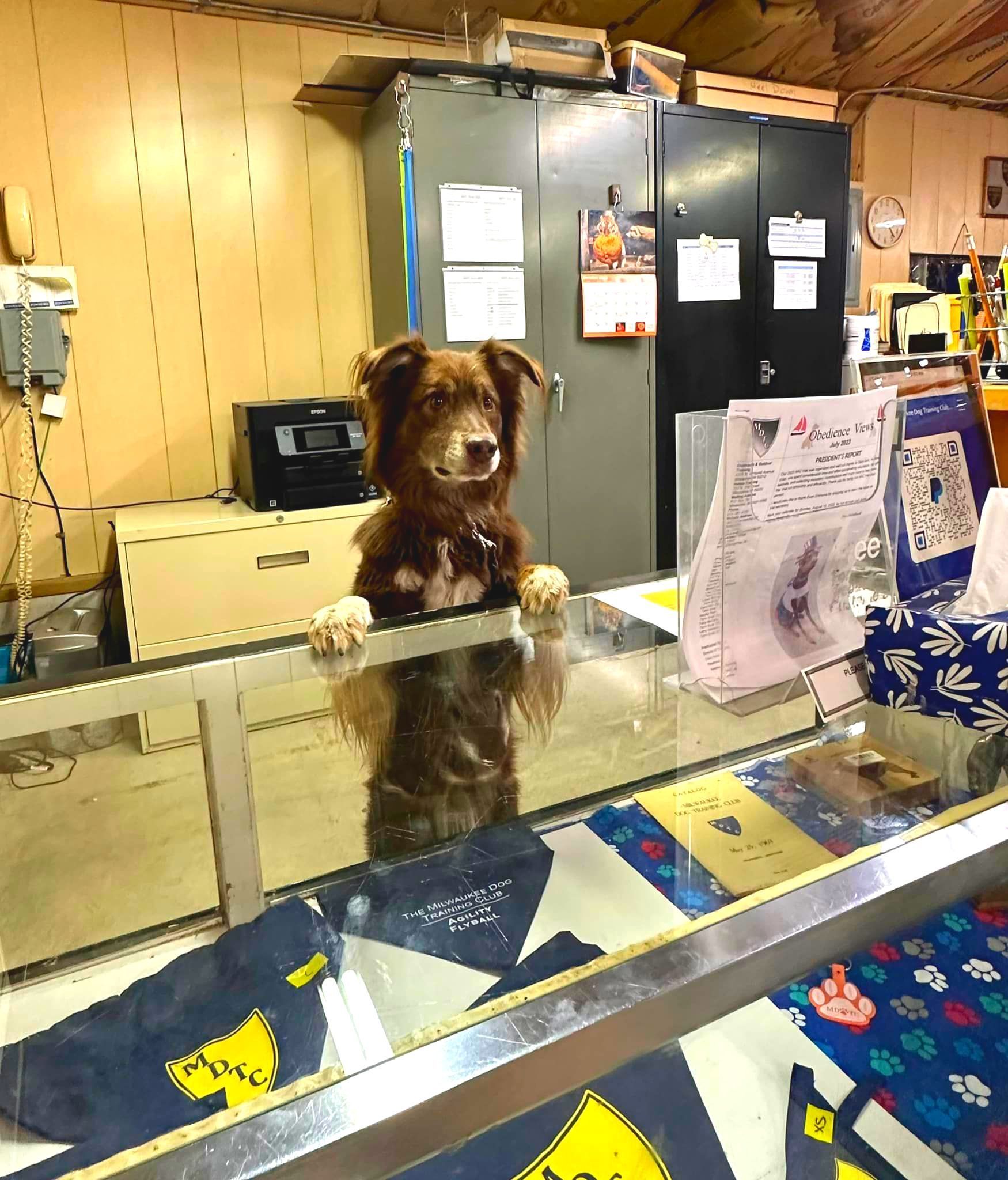 Dog standing behind a counter, appearing to work in a store. Brown fur, looking forward with front paws on the glass.