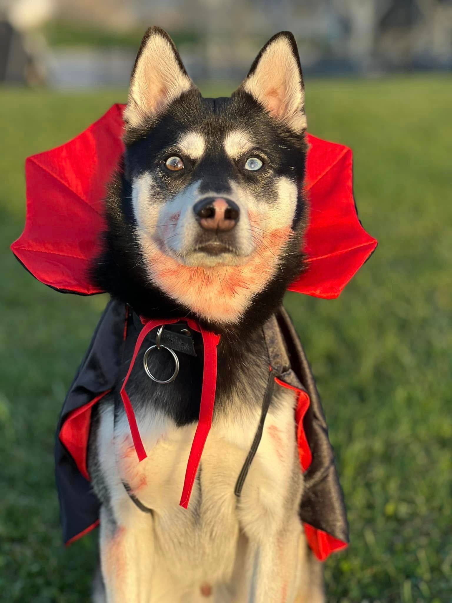 A dog in a vampire costume