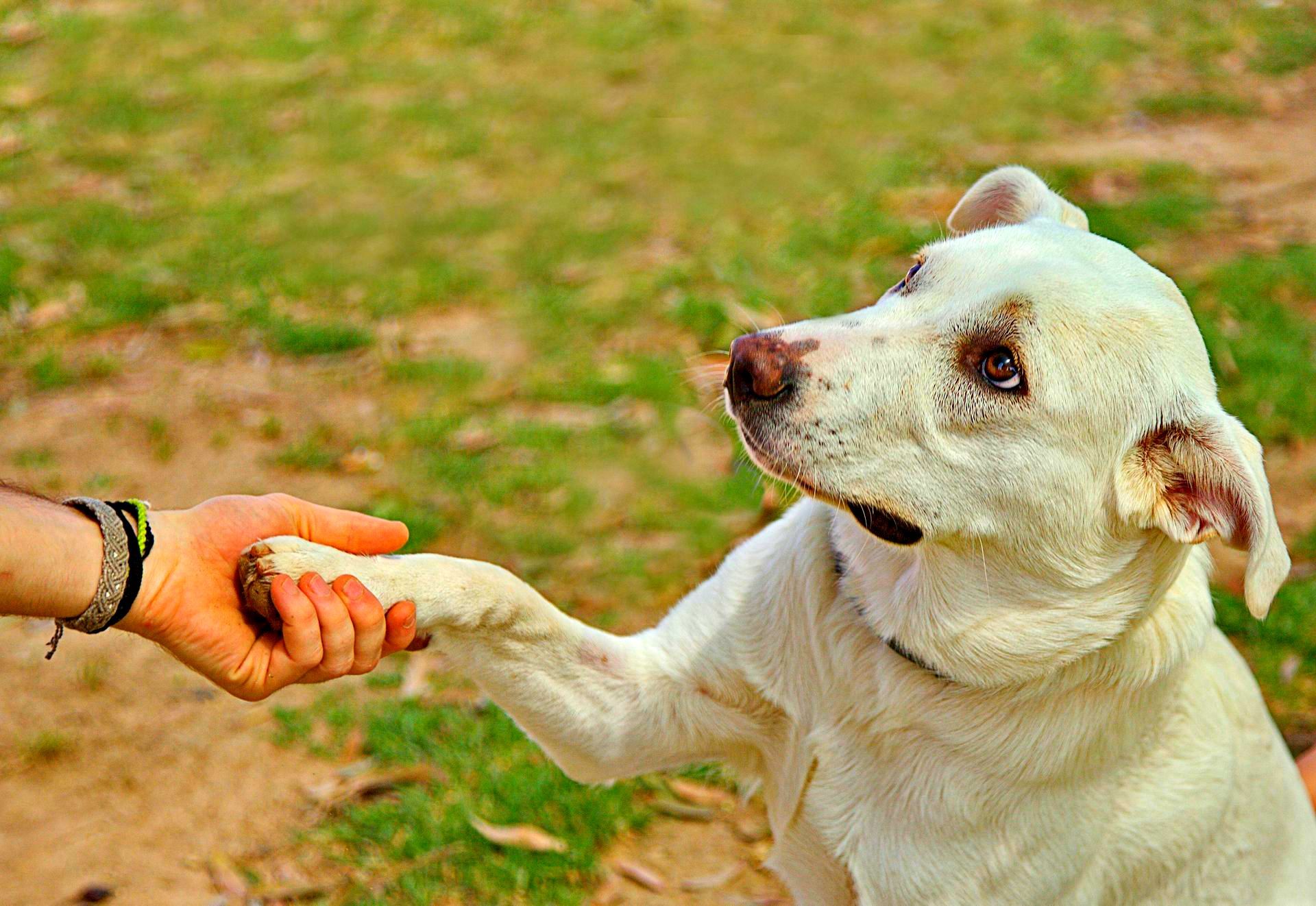 A white dog is sitting on a grassy area, extending its paw to a person's hand.