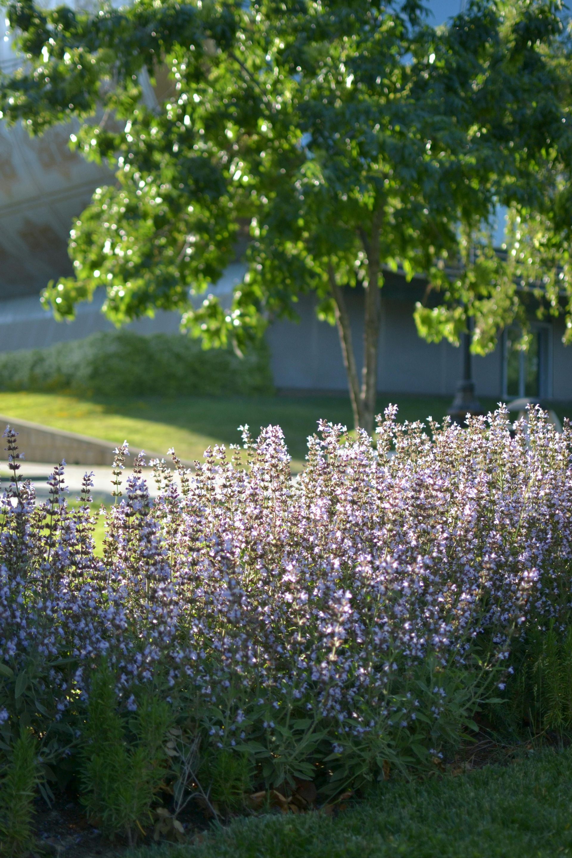 Spearmint Sage Whisper Bar Soap