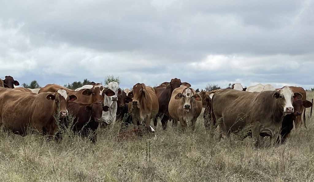 A herd of cows are standing in a field looking at the camera.