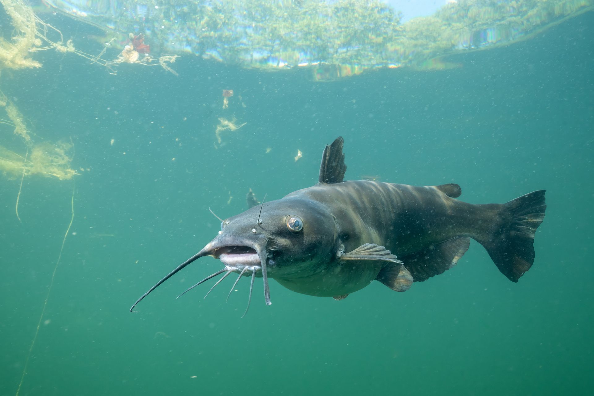 Catfish swimming underwater. Dark gray fish with prominent barbels. Water is clear and green.