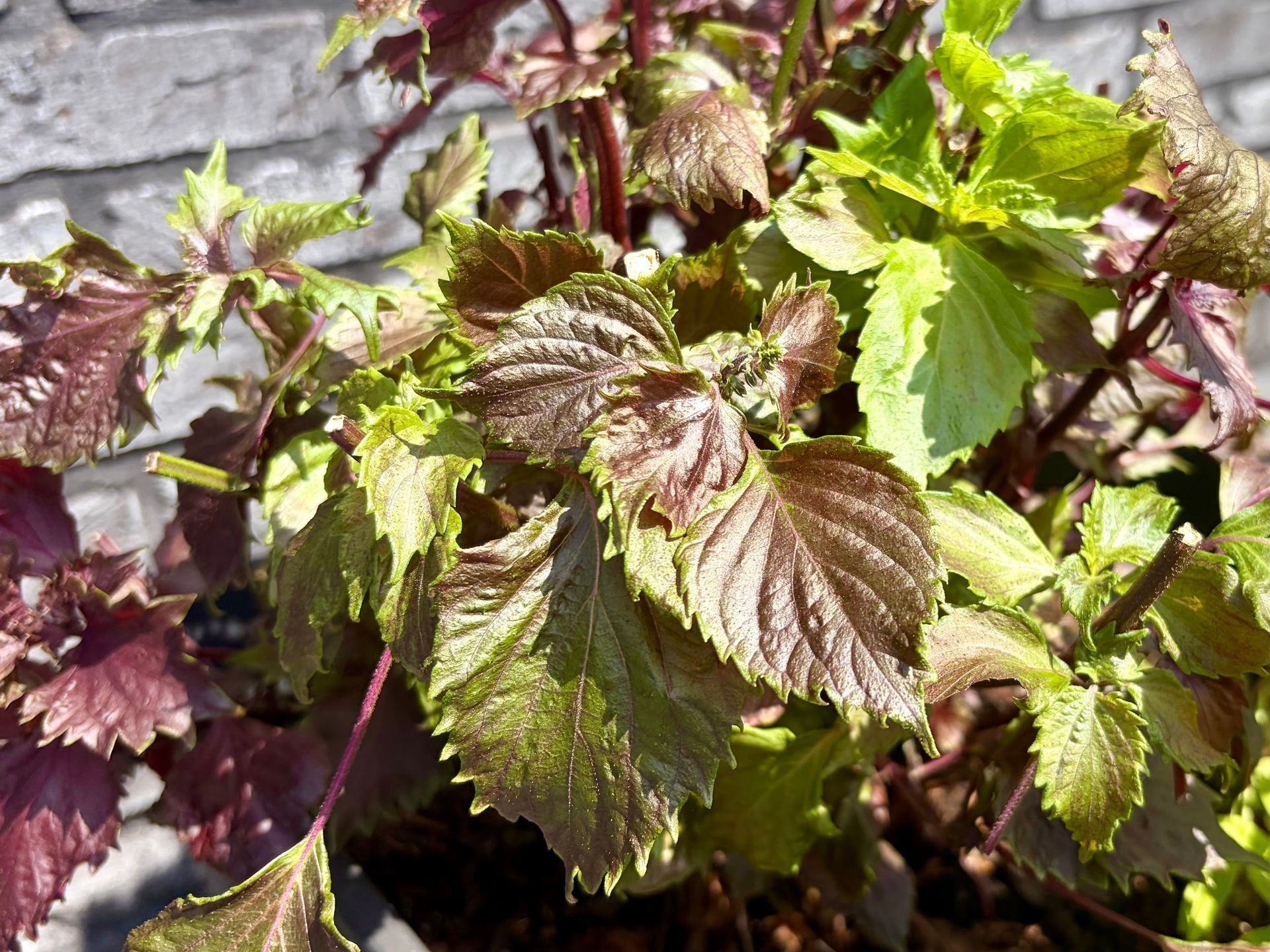 Red shiso plant, perilla leaf