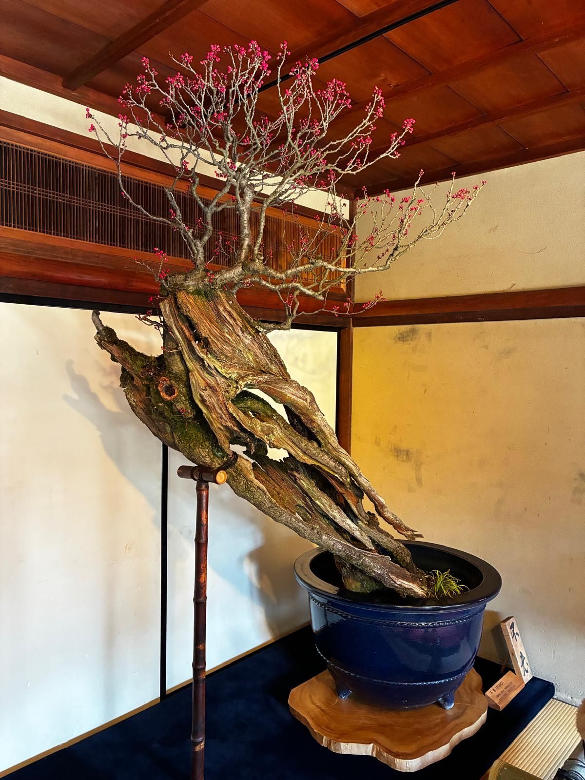 ume bonsai bonbai pink