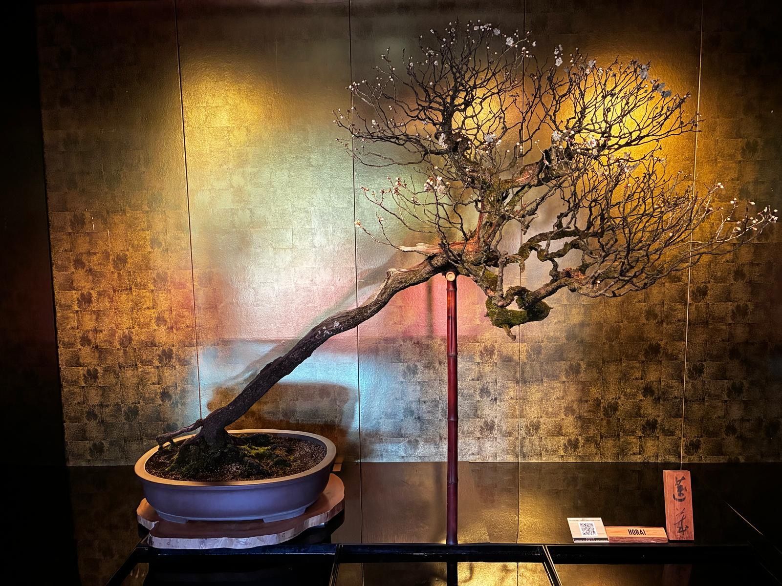 ume bonsai bonbai white