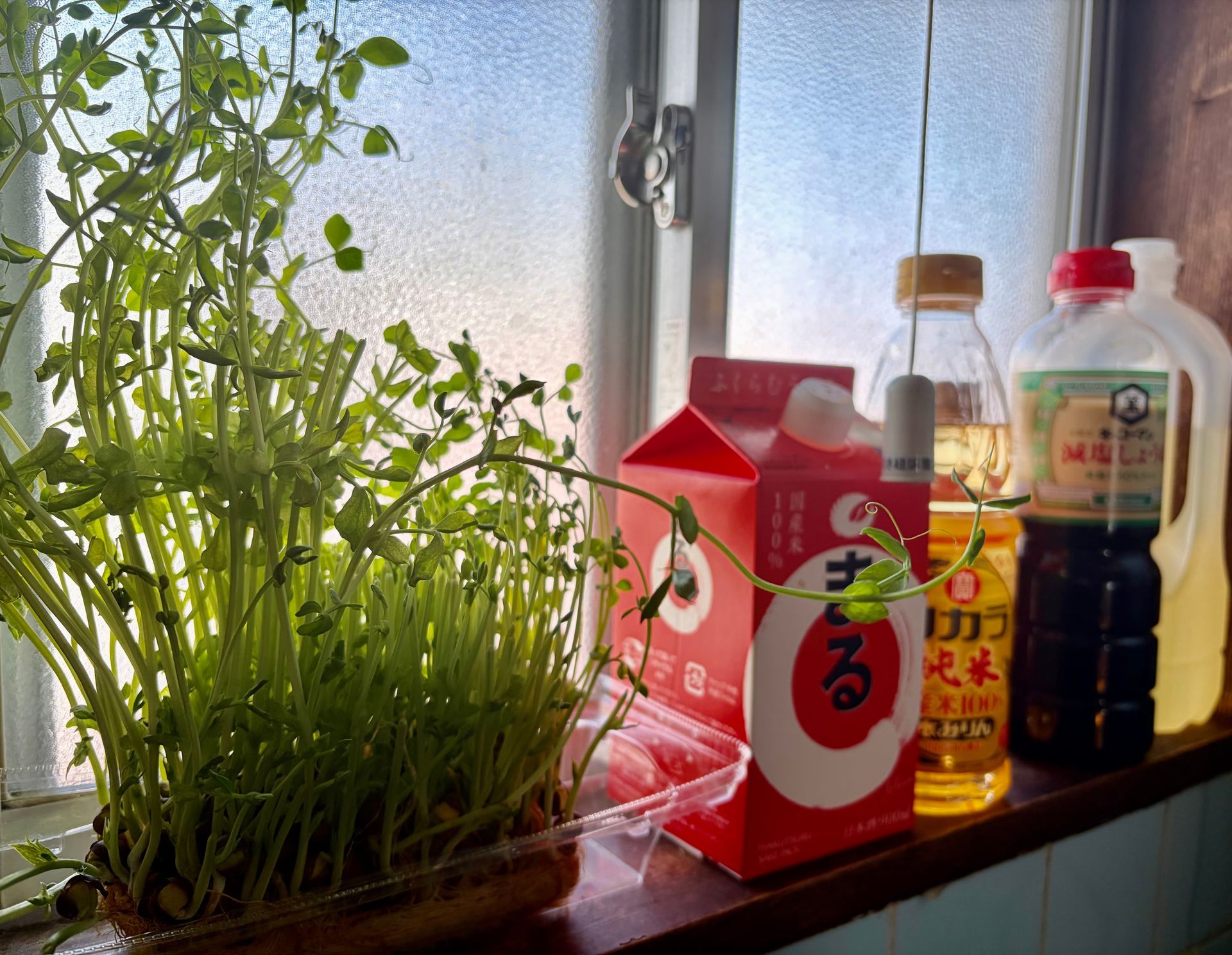 pea sprouts growing in a box in the window sill
