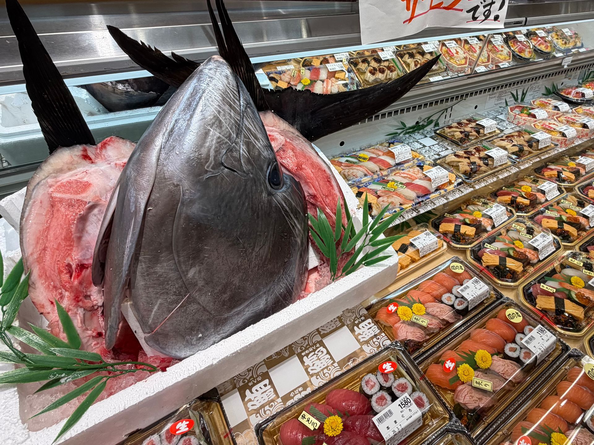 enormous head of tune fish next to ready made sushi