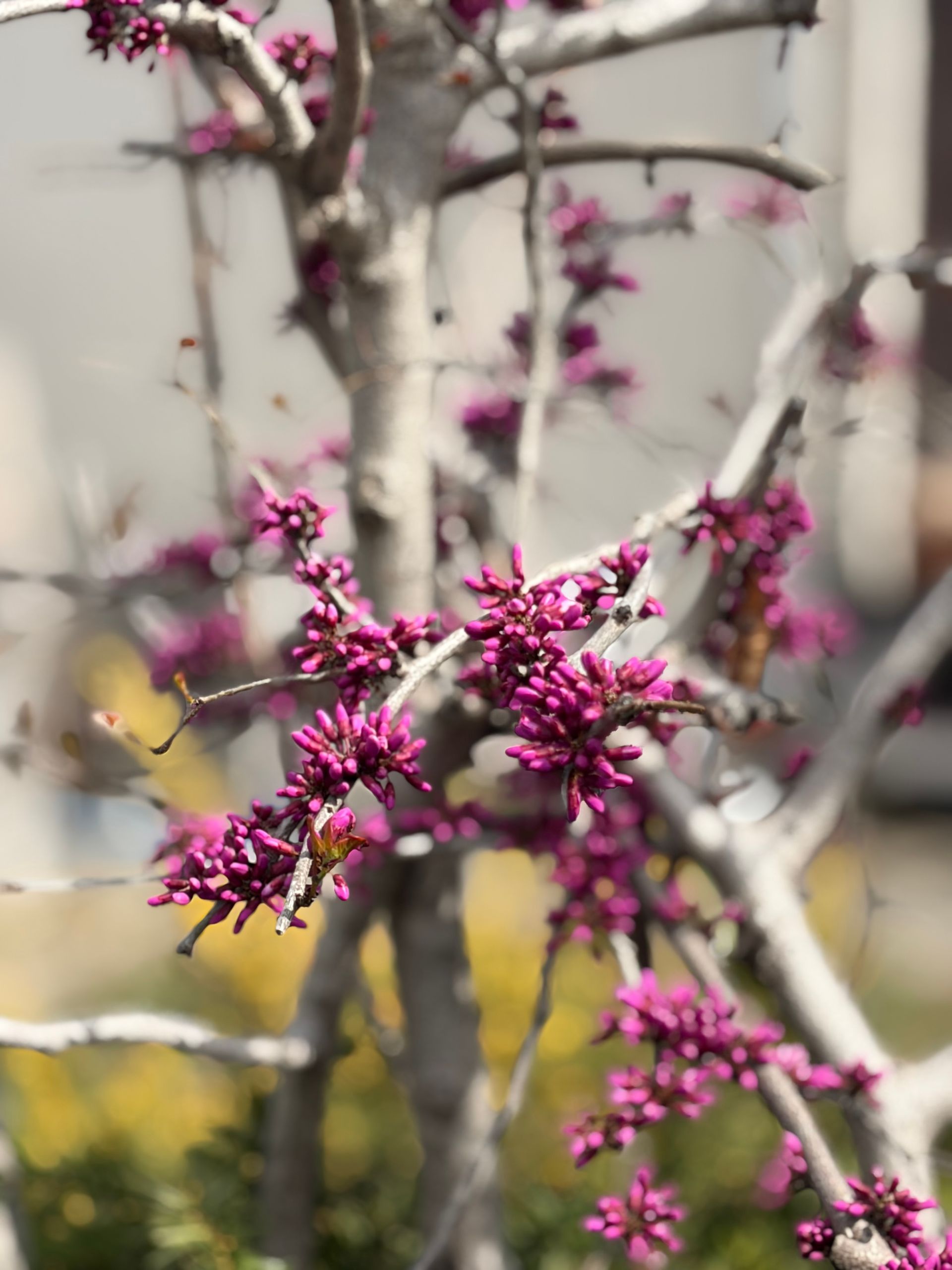 purple buds on leafless branches