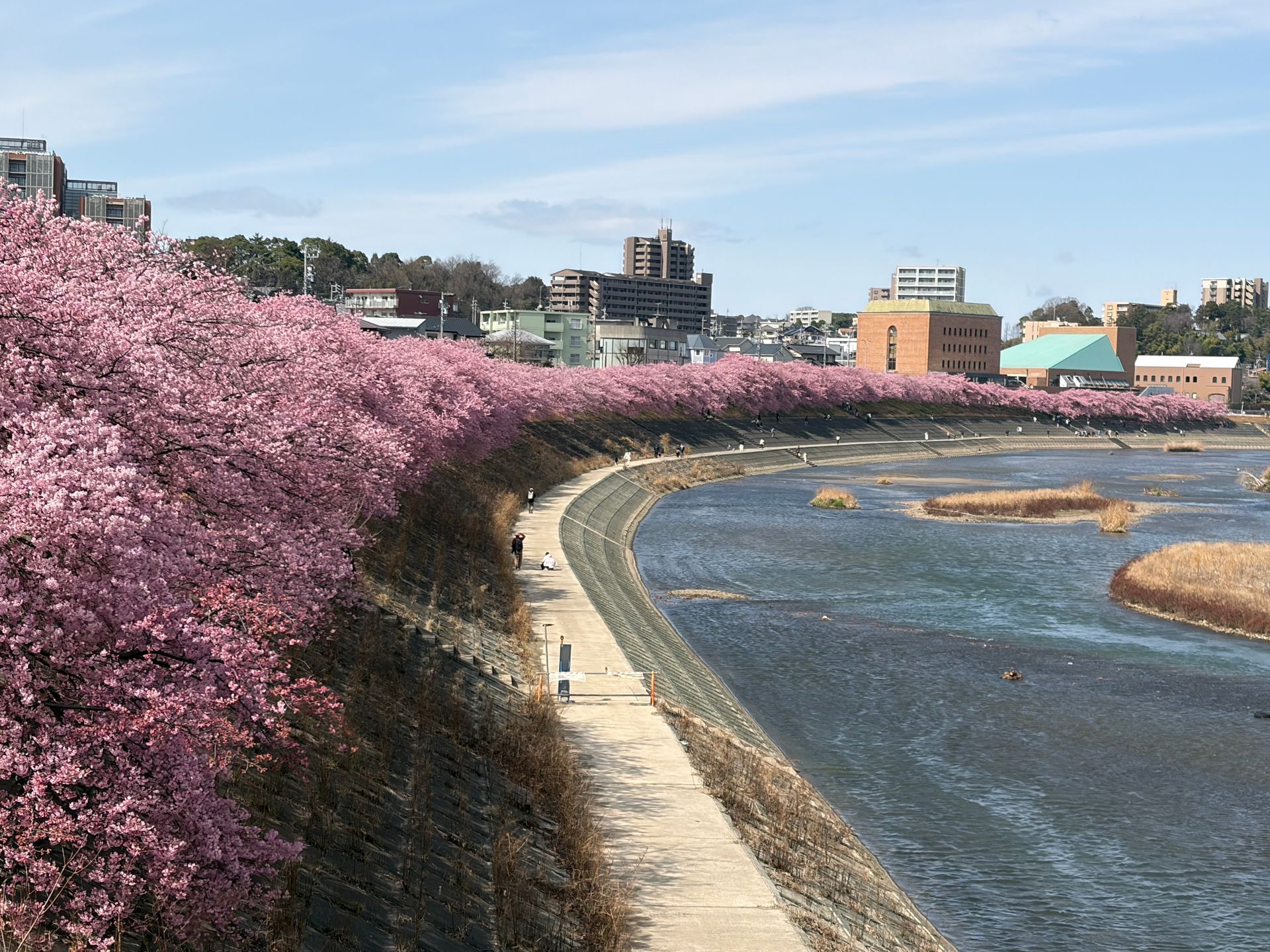 Kawazu-sakura lang de rivier Otogawa in Okazaki