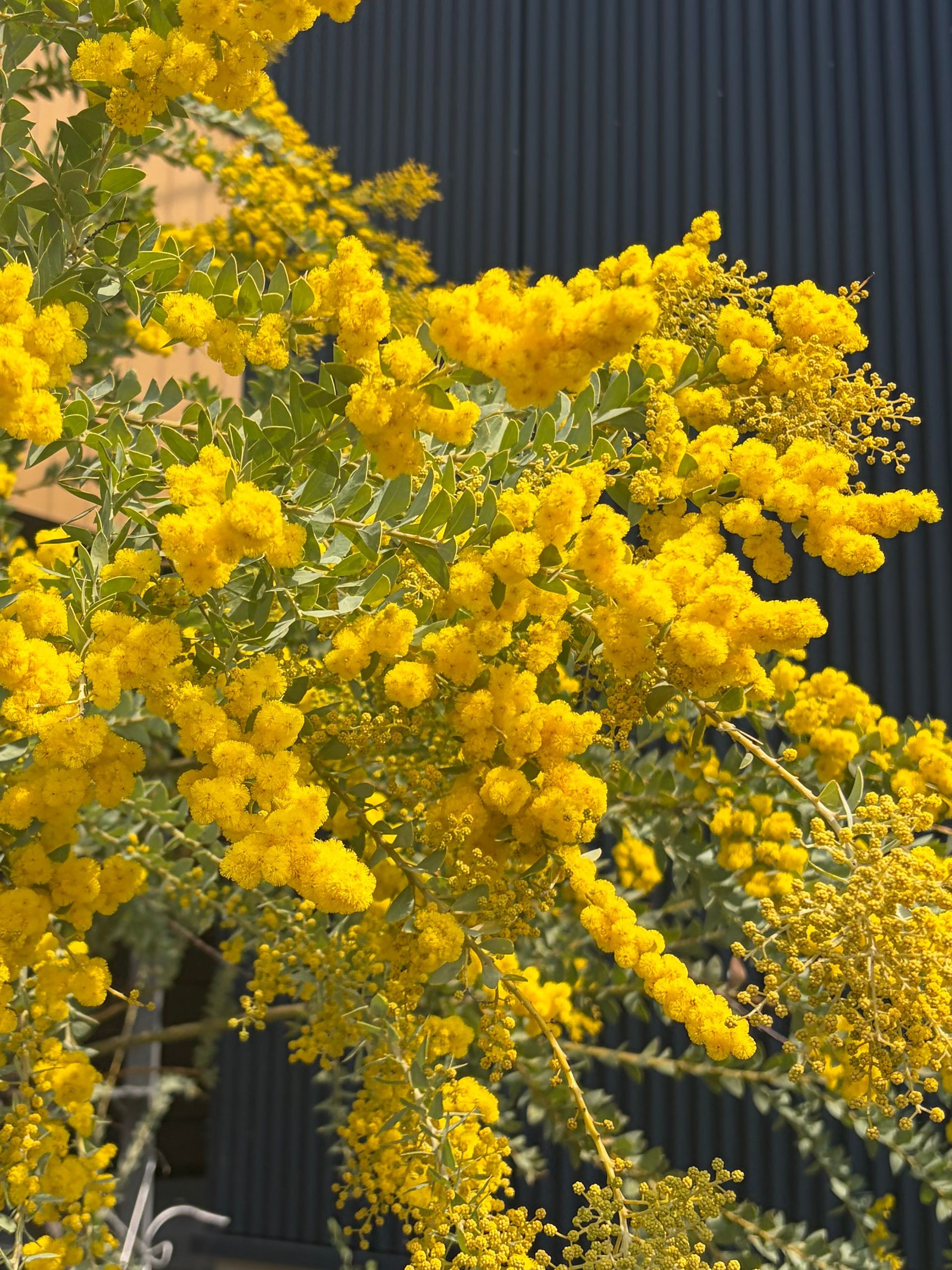 mimosa in full bloom