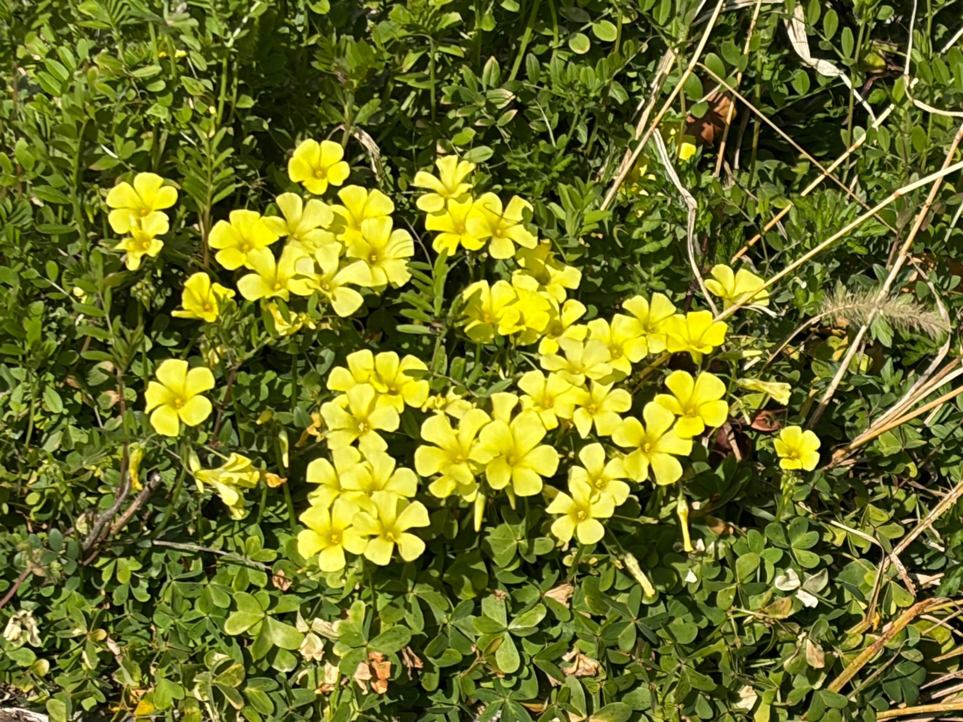 yellow flowers in spring
