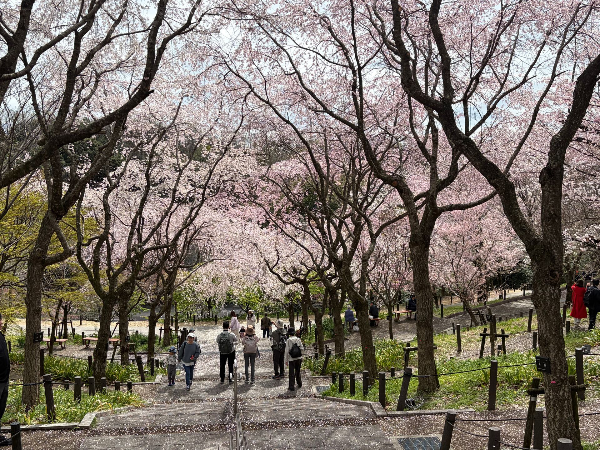 sakura tunnel with weeping sakura