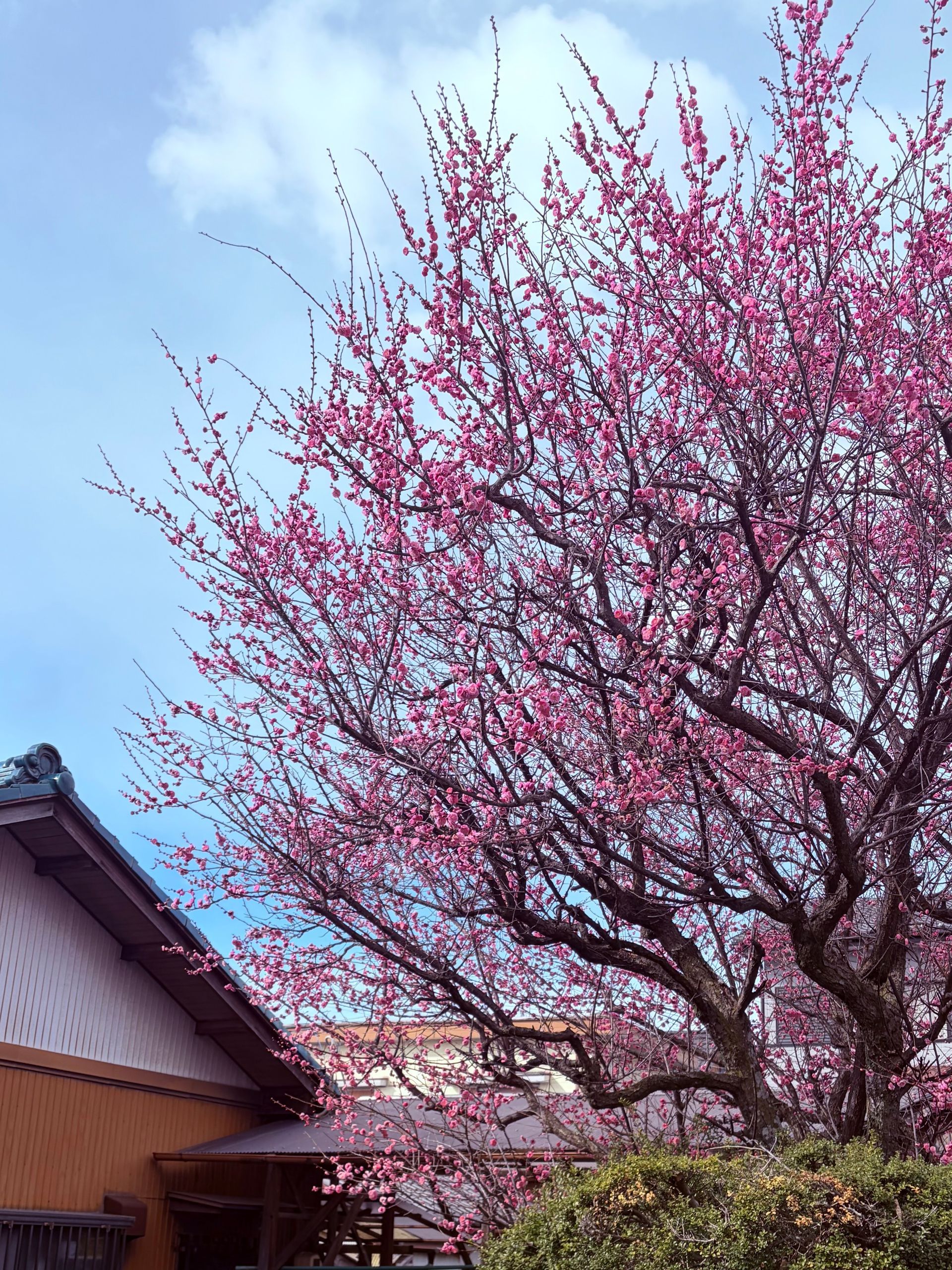 flowering plum tree in Japan