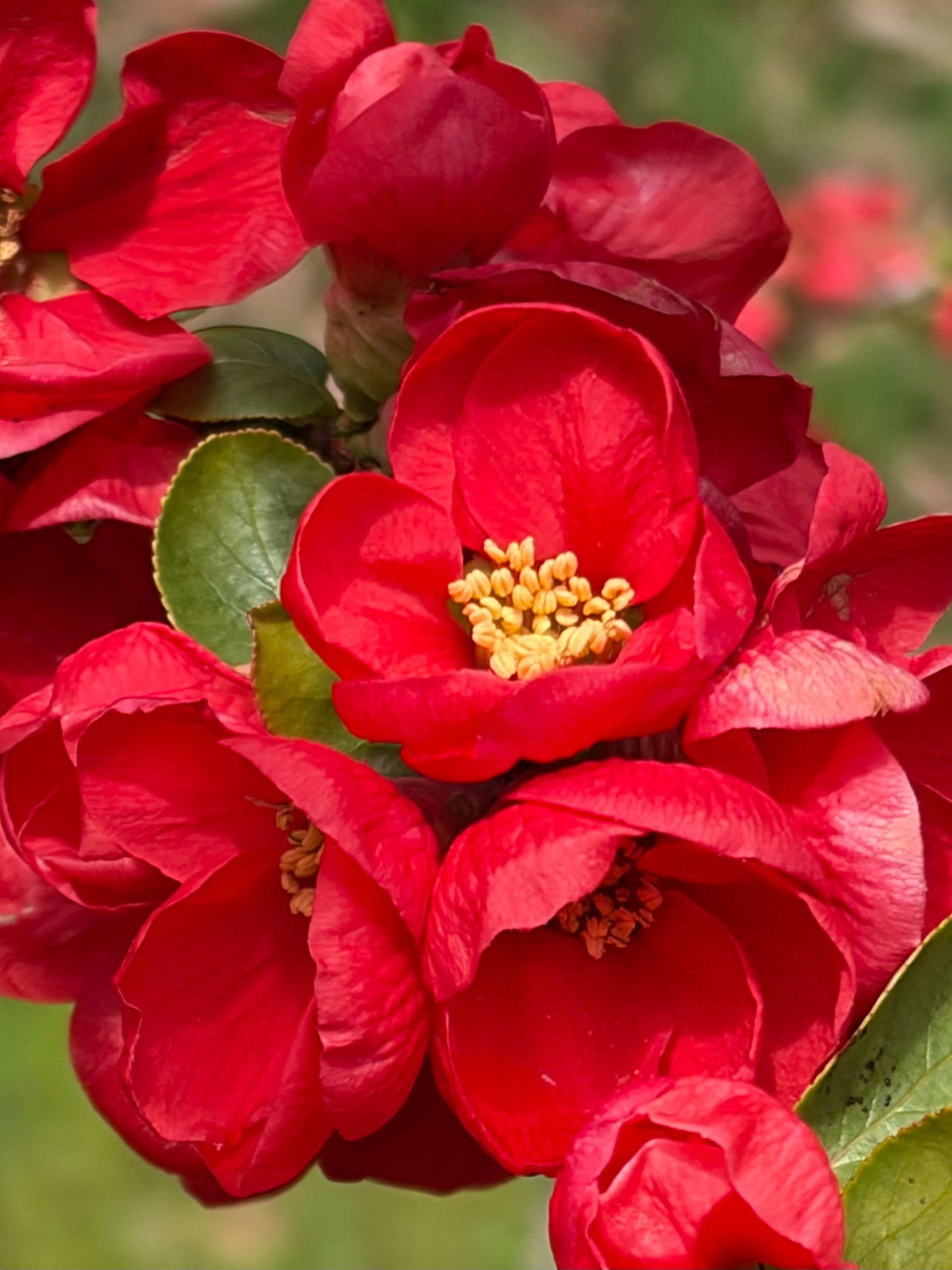 flowering chanomaelis