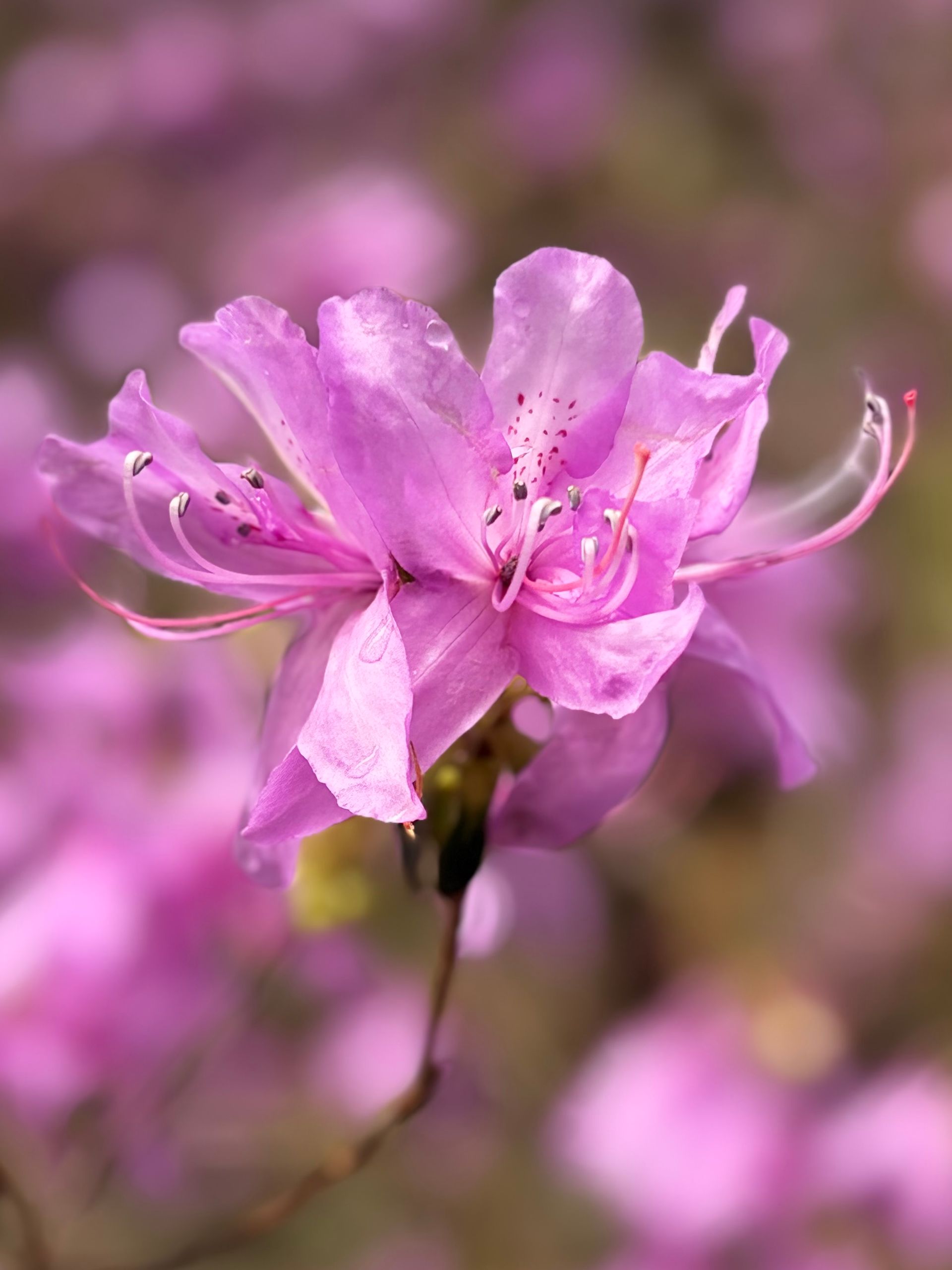flowering pink azalea