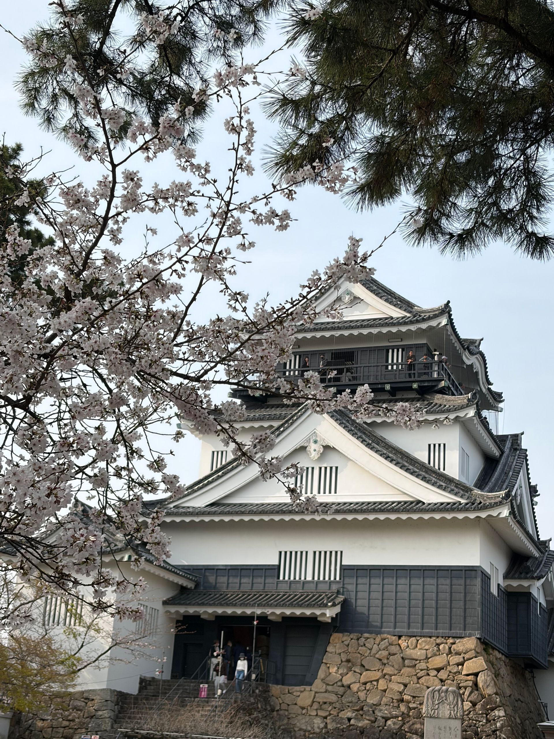 Okazaki Castle with cherry blossoms
