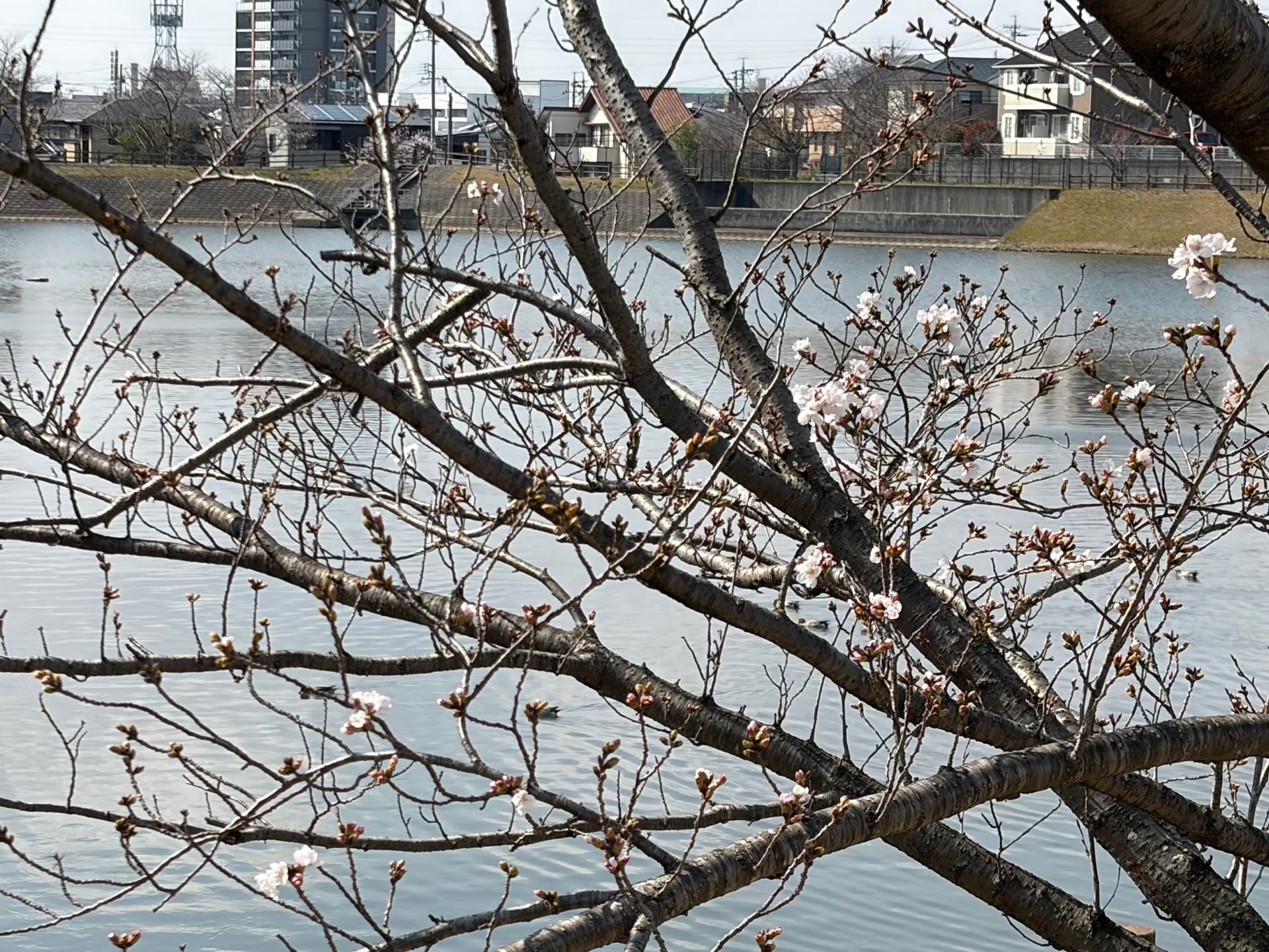 just budding sakura near artificial lake in Okazaki