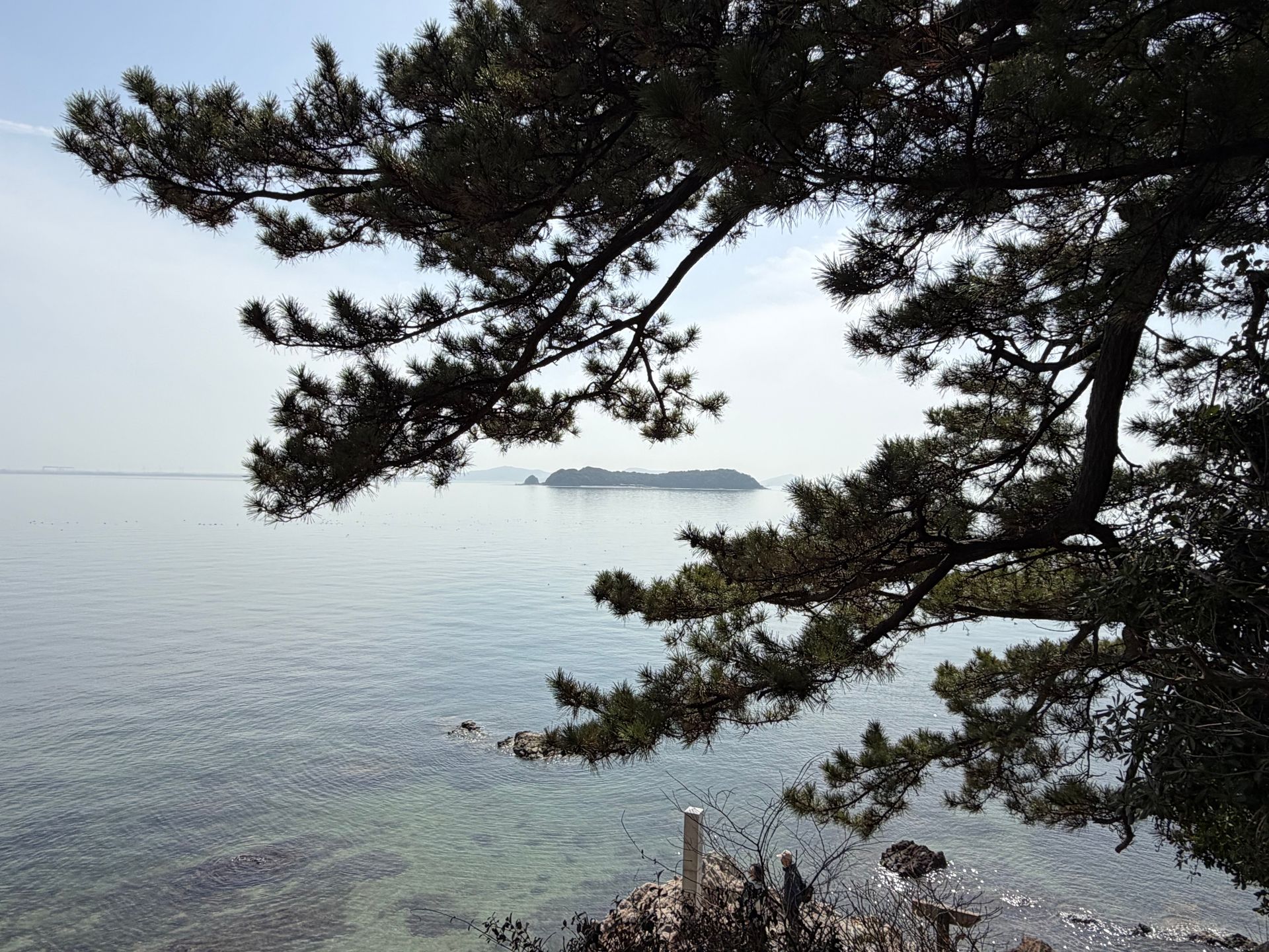 vie from Takeshima Gamagori