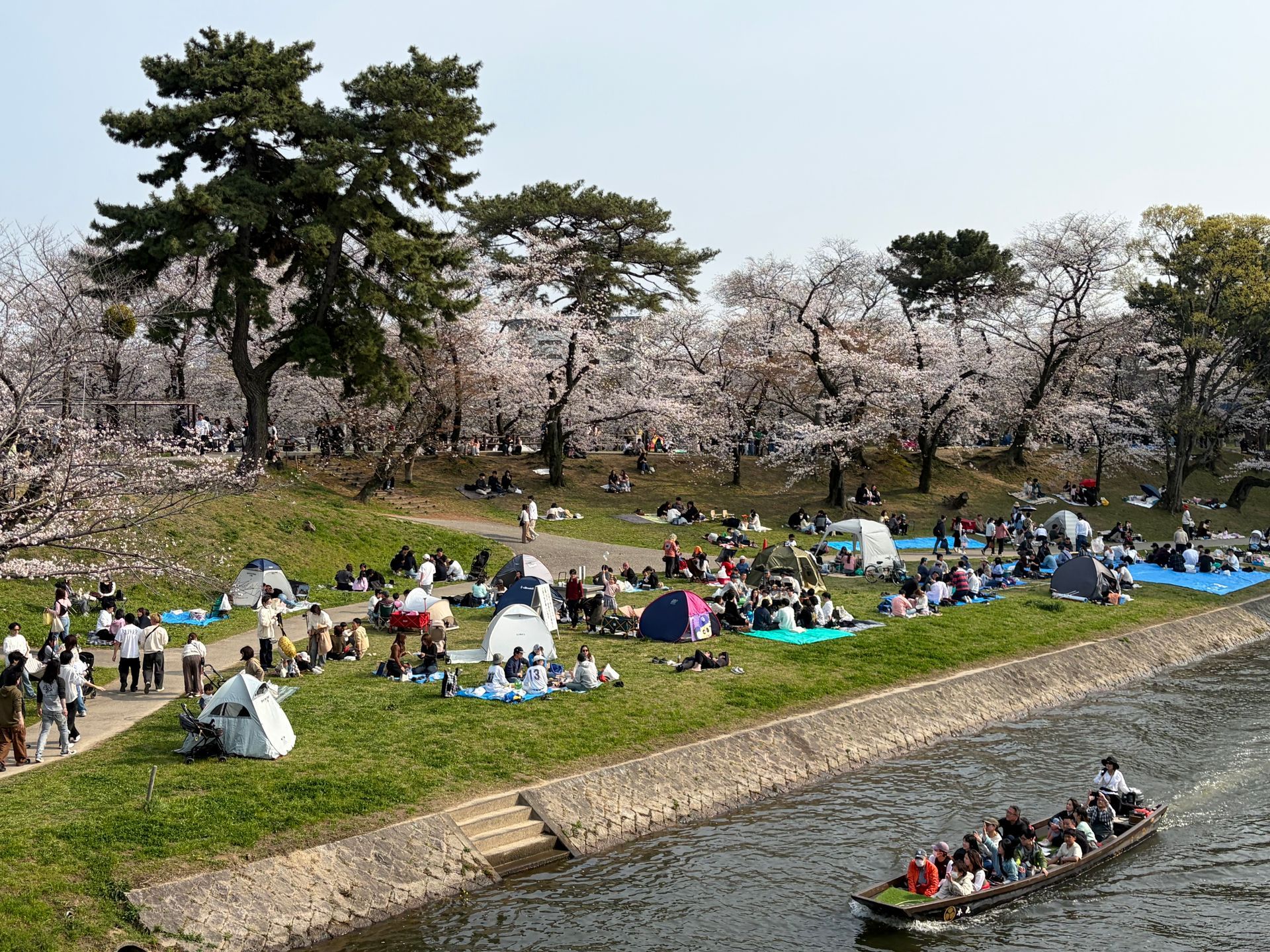 hunddreds of people sitting underneath the Sakura trees on mainly blue plastic mats