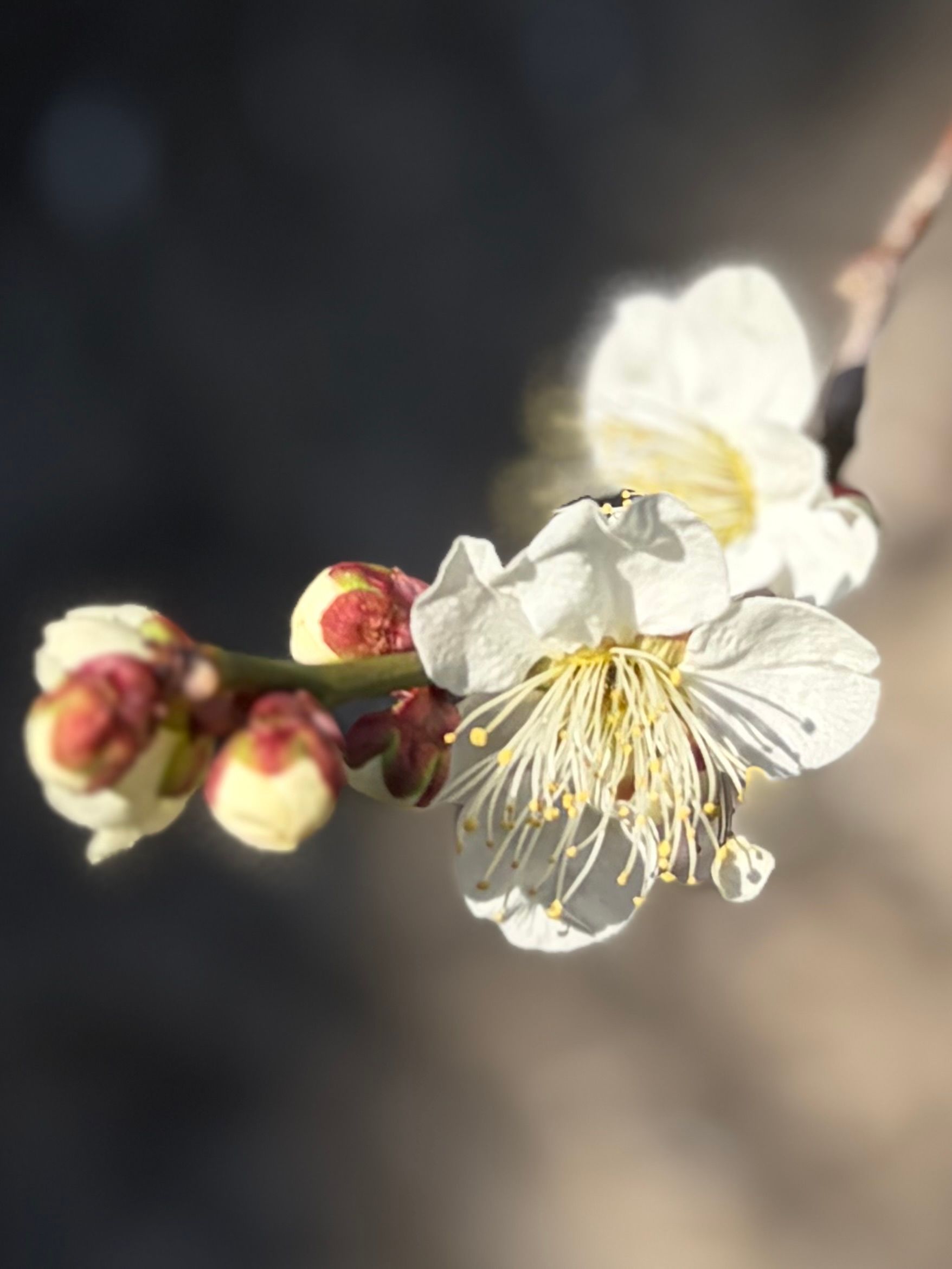white plum blossom