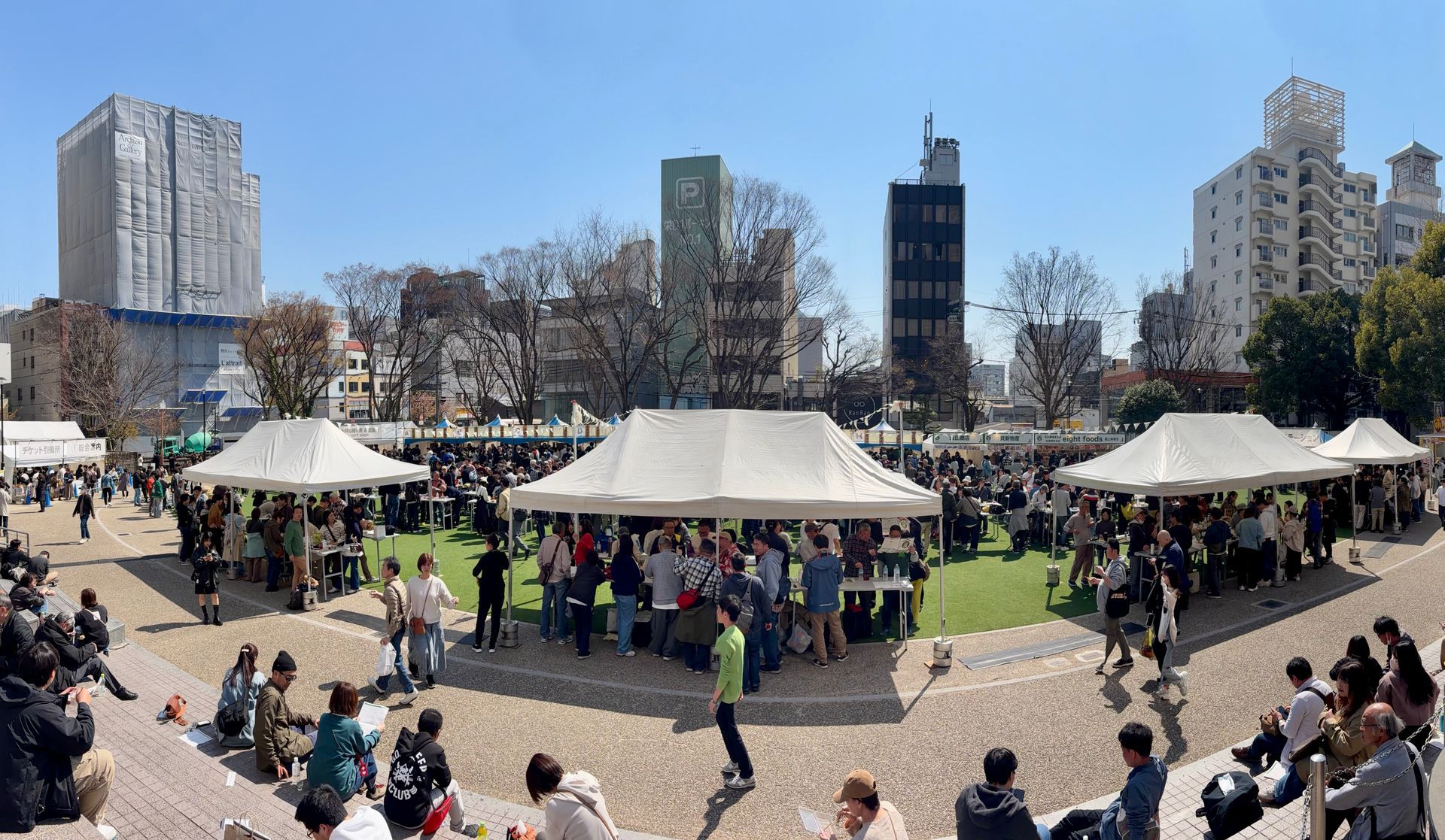 cherry blossom, sakura