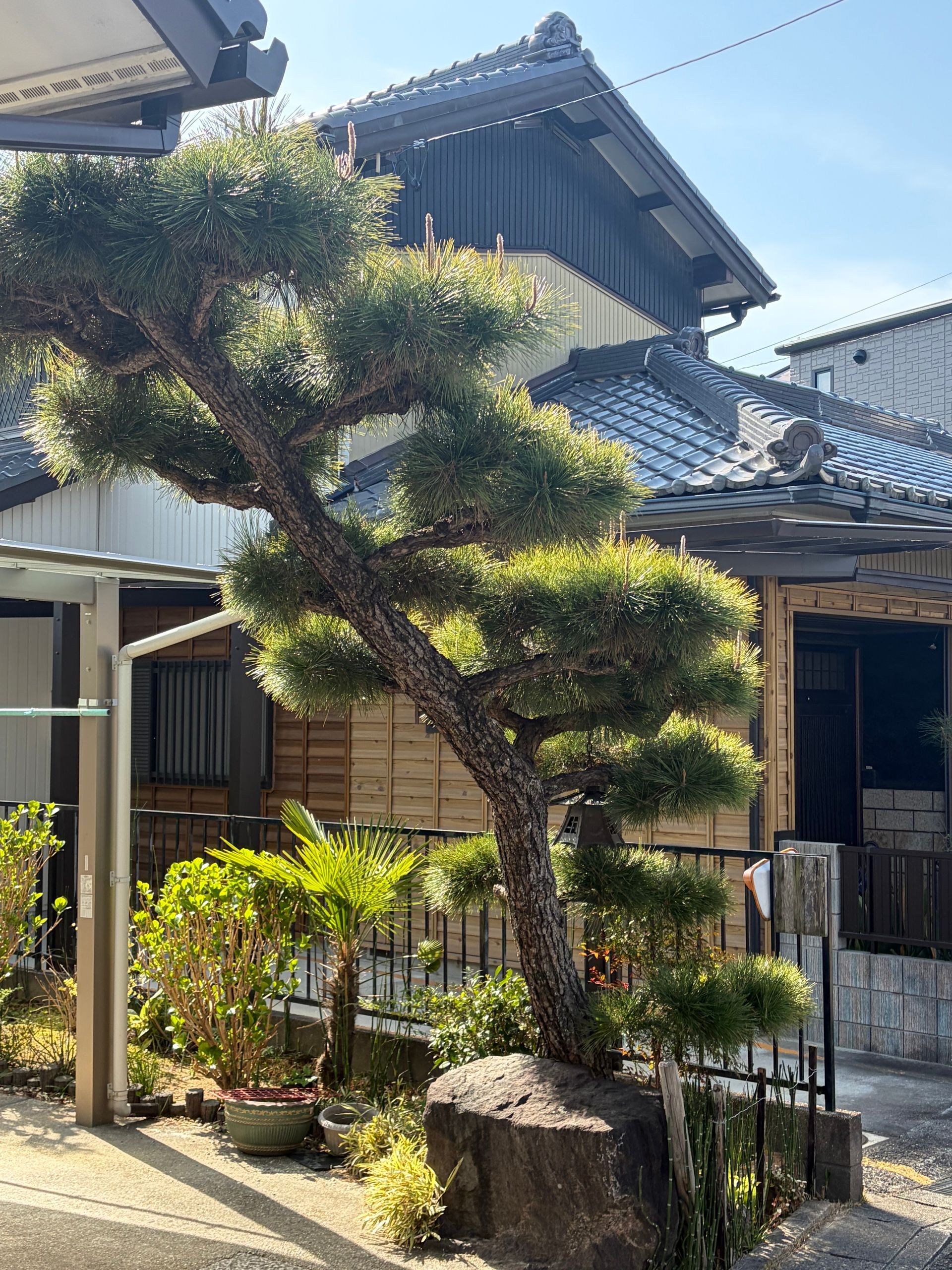 mooi gesnoeide zwarte den