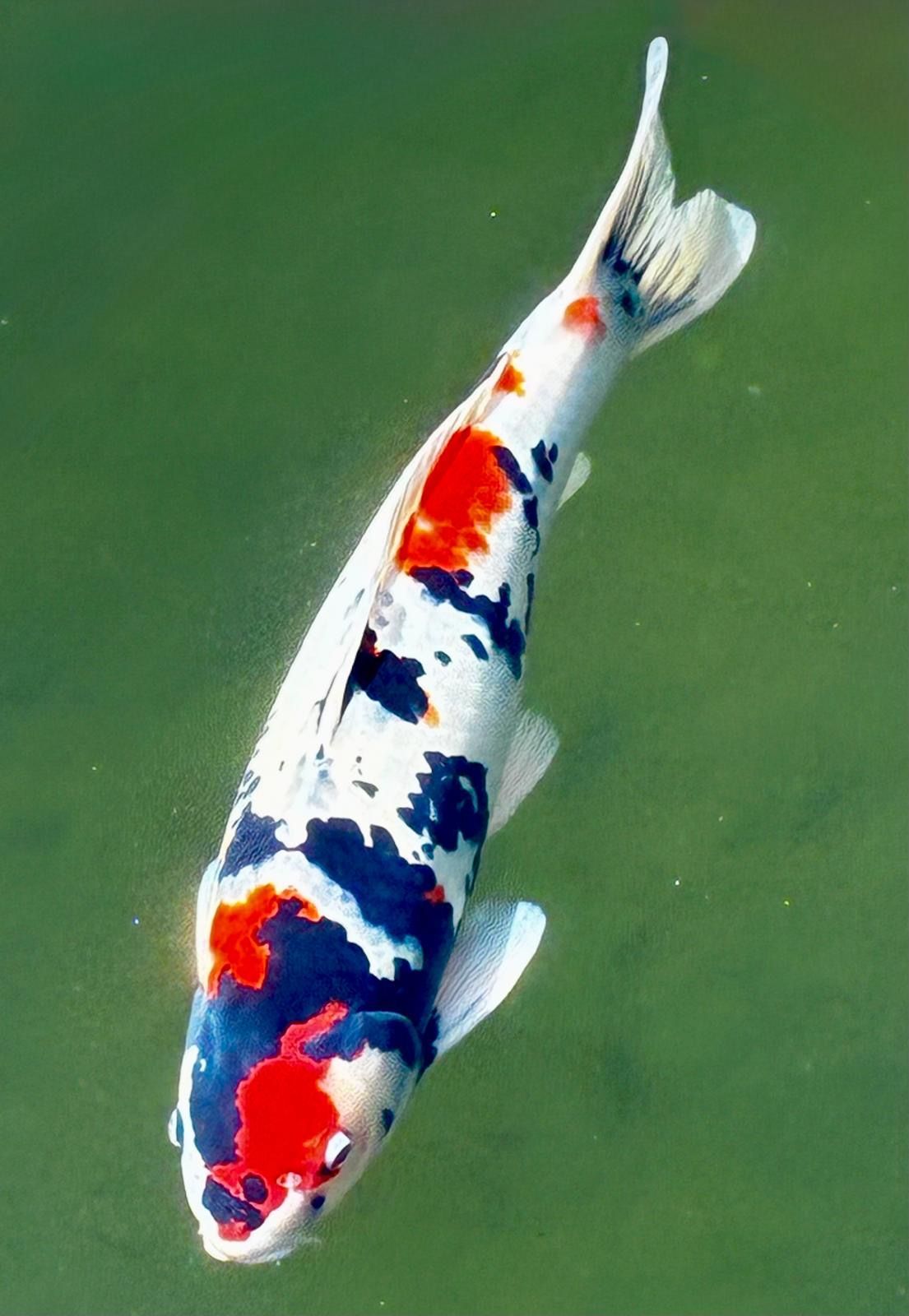 colourful koi
